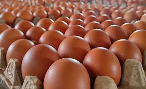 TELUR